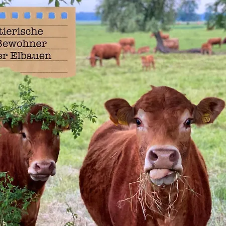 Apartament Alte Schule Wittenberg, 3 Fuer Bis Zu 12 Personen, An Der Elbe, Mit Garten