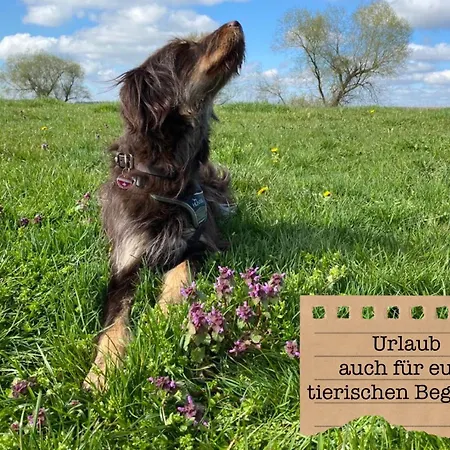 Alte Schule Wittenberg, 3 Fuer Bis Zu 12 Personen, An Der Elbe, Mit Garten * Wittenberg