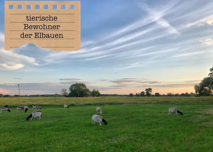 Alte Schule Wittenberg, 3 Fuer Bis Zu 12 Personen, An Der Elbe, Mit Garten Wittenberg
