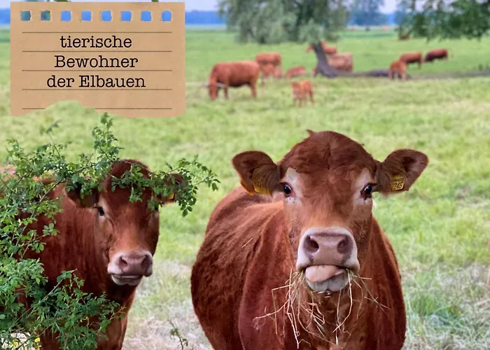Apartmán Alte Schule Wittenberg, 3 Fuer Bis Zu 12 Personen, An Der Elbe, Mit Garten